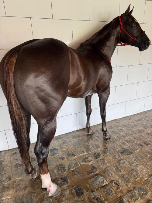 APOLLO DEL RANCHO X ANITA FIREWATER HFSC