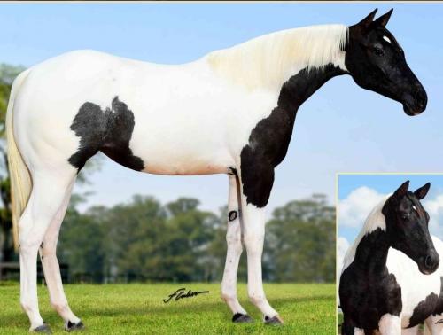 KYKA KALIMAN FAME HSEL