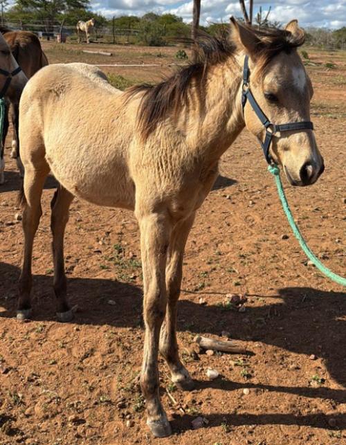 RUTILO DEL YELLOW B X CREEK CARTEL ANN