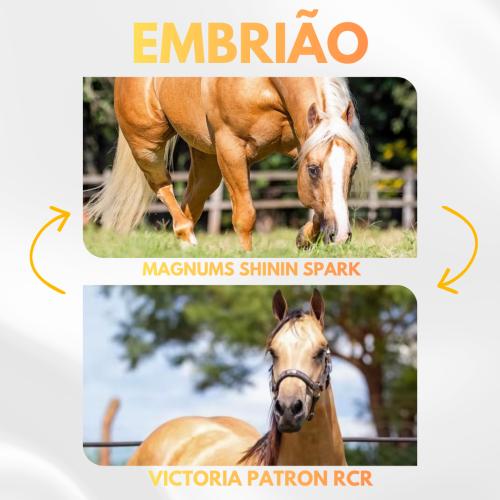MAGNUMS SHININ SPARK X VICTORIA PATRON RCR (Embrião a efetivar)