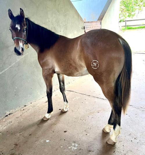 GUNNER DUN IT AGAIN X ANNIE GOTTA WHIZ