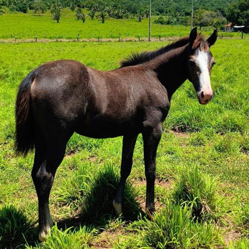 IMPERADOR BLACK GUN X RUBY DUAL CAT