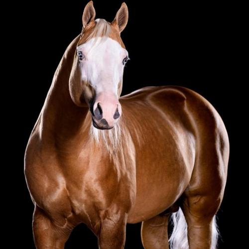 WATCHA GUNNA DO (1 Cobertura)