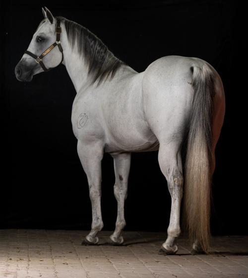 DON DON WILD HJG (1 Cobertura)