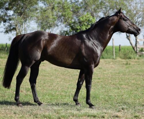 OKEY DOKEY CARTEL (1 Cobertura)