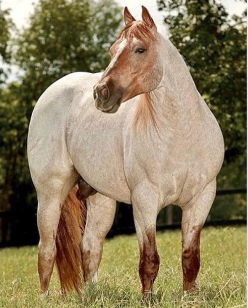 BET YER A CAT (1 Cobertura)