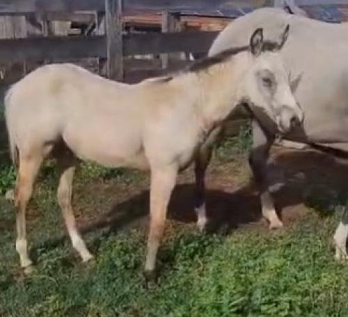 SECOND AMENDENT X PRINCESS ONE SPOOK