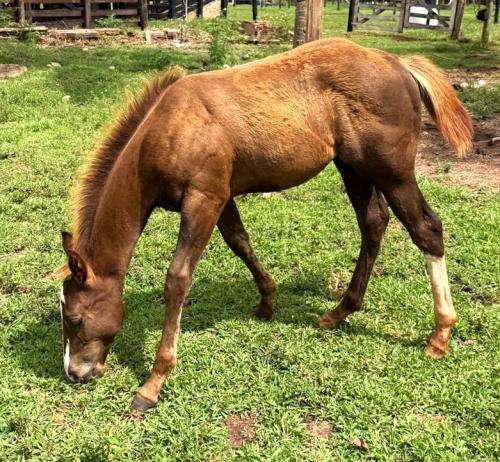 TA FAME VAIA DASH X EF ATREVIDA BROWN