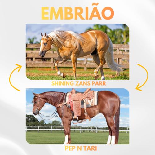SHINING ZANS PARR X PEP N TARI (Embrião a efetivar)