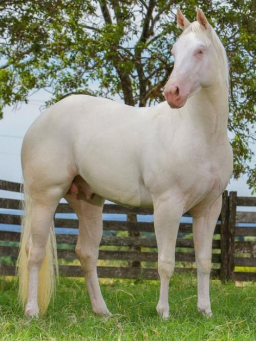 PLAY SMOKING GUN (1 Cobertura)