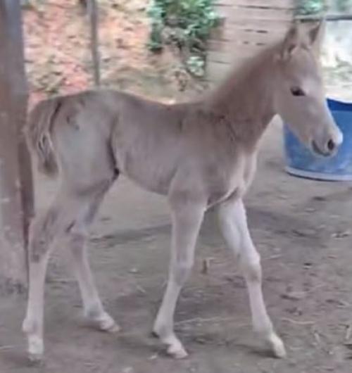 FLINGFORFLY X MEL SHADY STEEL R&R