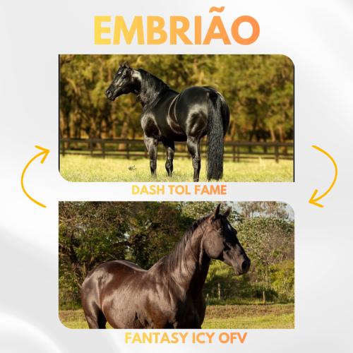 DASH TOL FAME X FANTASY ICY OFV (Embrião a efetivar)