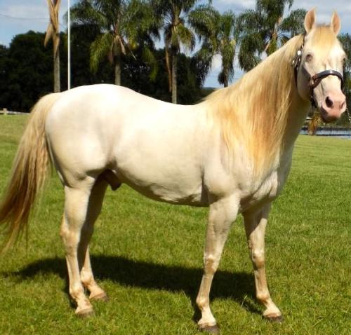 STYLISH DUN IT (S. Congelado)