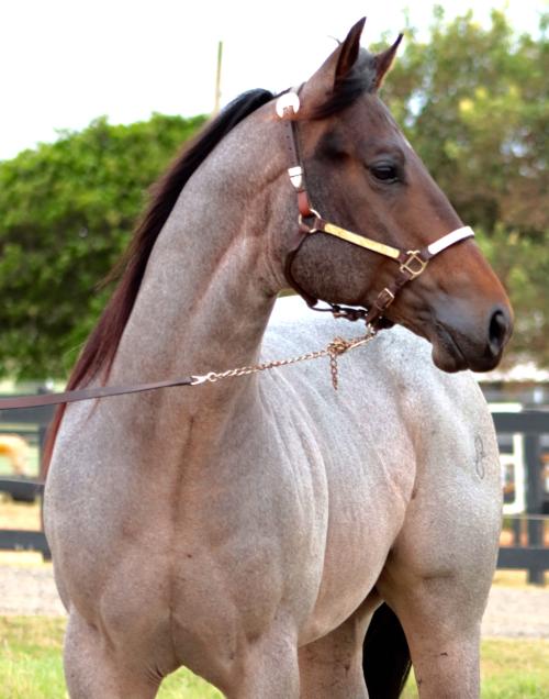 STREAK FOR PERKS O96 (1 Cobertura)