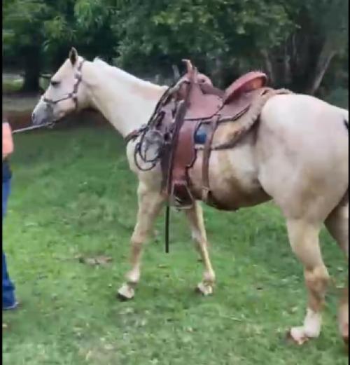 BROKS DEL CIELO X MISS ZERO LANA HP