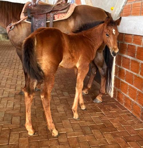 CADES TRES SEIS HRZ X MISS ELLY TIMES