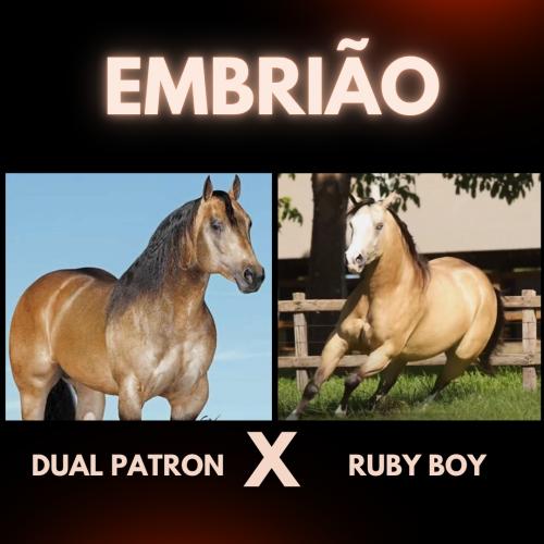 DUAL PATRON X RUBY BOY (Embrião a efetivar)
