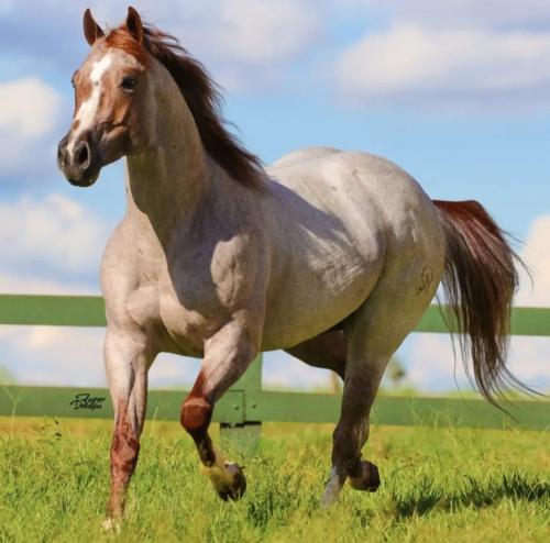 HIGH BROW ONCE (1 Cobertura)