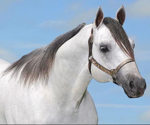 STREAKIN 6 (1 Cobertura)