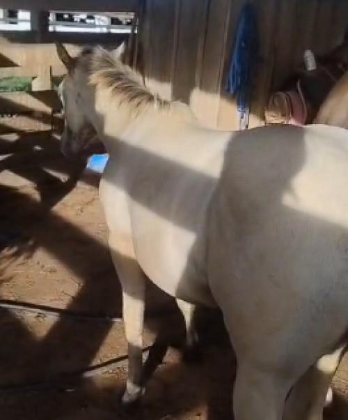 MR FRITZ WOOD X BET HOLLY WOOD MIL