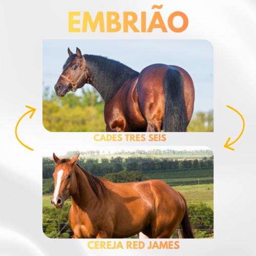 CADES TRES SEIS HRZ X CEREJA RED JAMES (Embrião a efetivar)