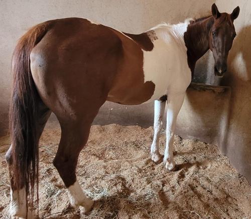 MISS ZORRERO ETERNAL