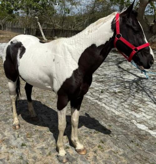 METAL APOLLO BROTHER