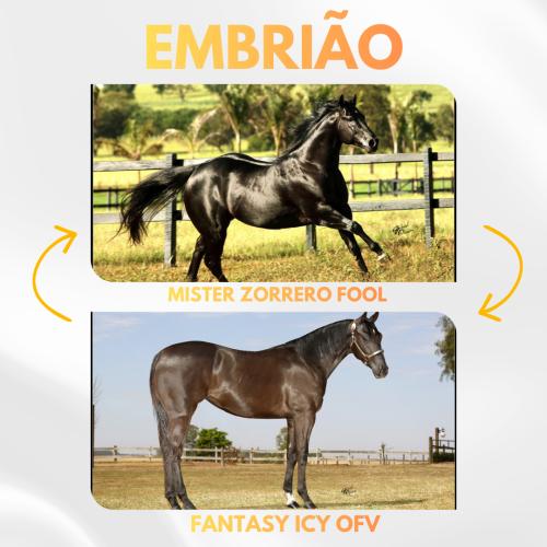 DASH TOL FAME X FANTASY ICY OFV (Embrião a efetivar)