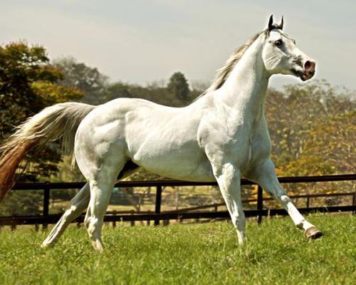 ROYAL DASH TOLL CAR (1 Cobertura)