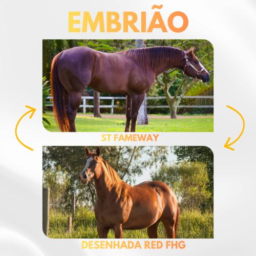 ST FAMEWAY X DESENHADA RED FHG (Embrião a Efetivar)