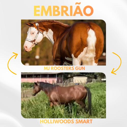 MJ ROOSTERS GUN x HOLLIWOODS SMART (Embrião efetivado)