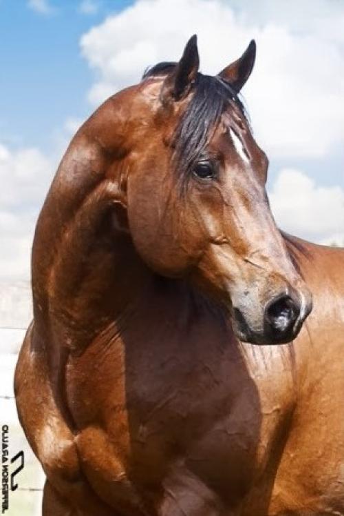 CASTANHO RED (3 Coberturas)