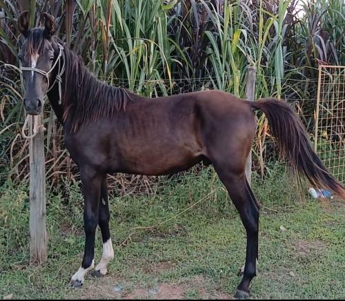 POTRO MANGALARGA MACHADOR