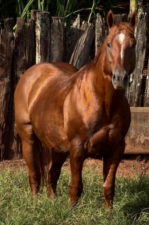 HARRY DUAL (1 Cobertura)