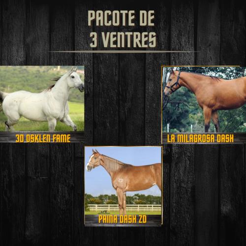PACOTE DE 3 VENTRES 