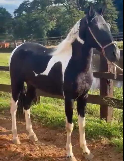 BABALORIXA DA JAQUEIRA