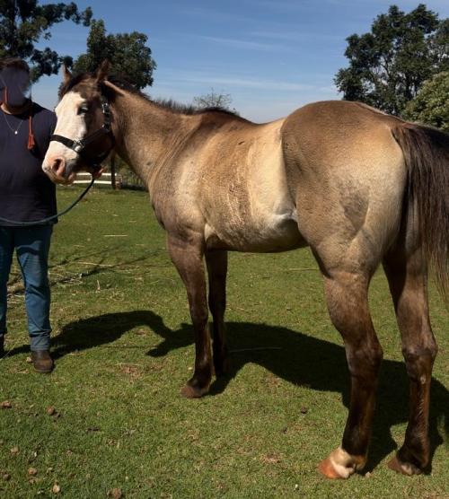 PRINCES MEL