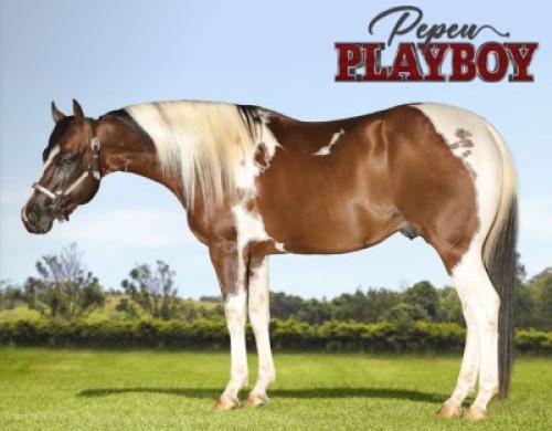 PEPEU PLAYBOY HNC (1 Cobertura)