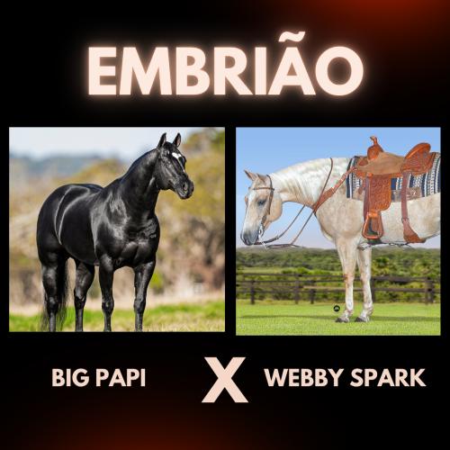 BIG PAPI X WEBBY SPARK (Embrião a efetivar)