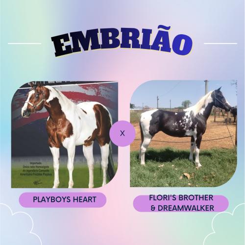 PLAYBOYS HEART X FLORI'S BROTHER & DREAMWALKER (Embrião a efetivar)