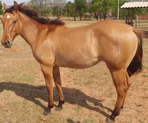 LUMA ROOST DUN IT AN