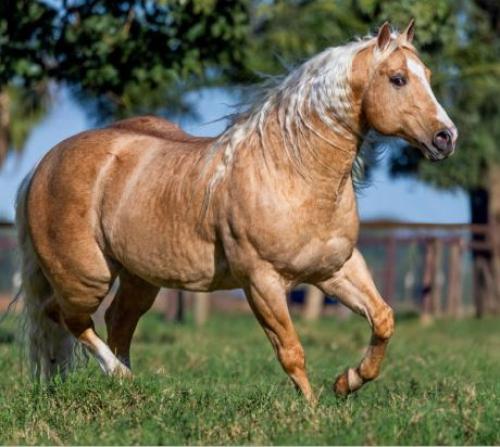 METALLIC CATALYST (1 Cobertura)