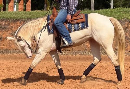 BLONDIE LITTLE CIELO