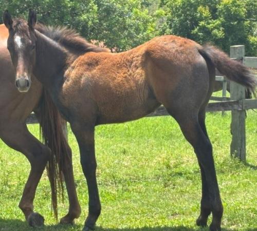 EYE SHOT X FLING N DELIGHT