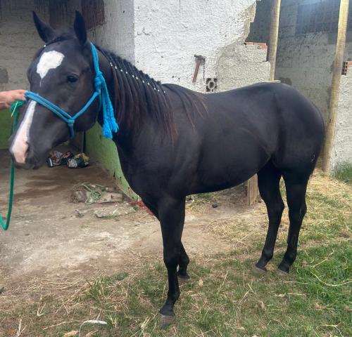 CLASSICA SHERGAR GPM