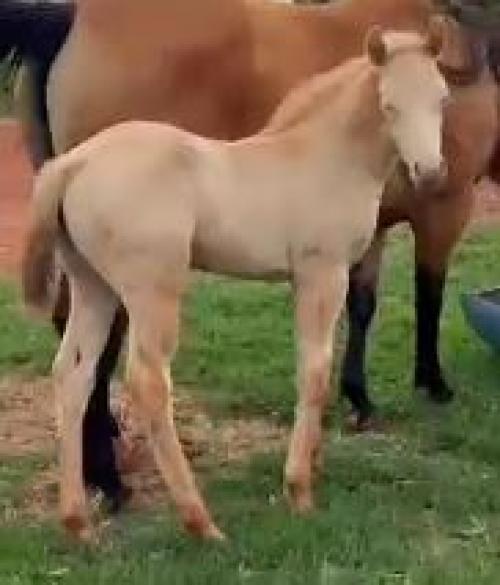 AL PACINO SPARKS X MISS PEAK WMS