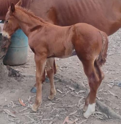 BLACK JUNEWOODS X FROZEN ONLY HJM