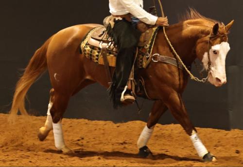 NATANE WHIZ GUNNER (Ventre)