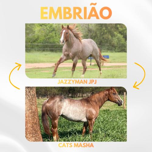 JAZZYMAN JPJ X CATS MASHA (Embrião efetivado)