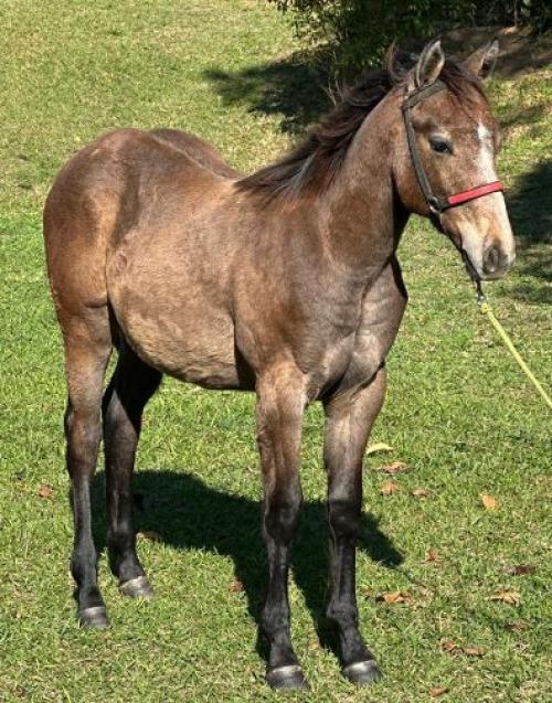DM HOT N CHARMIN X EL GUA DOC BAKER RTV